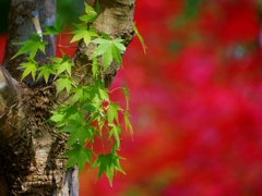momiji02