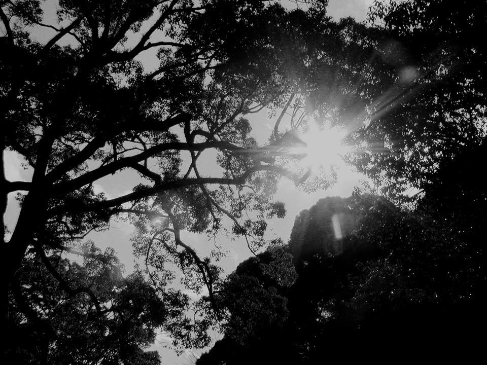 hikari-jumoku