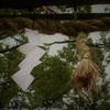 出雲大神宮の鳥居