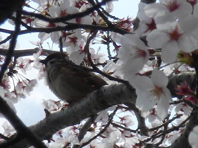 SAKURA