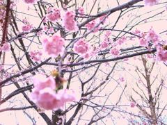 ume