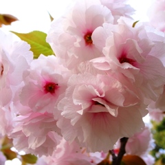 sakura