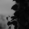 IMGP0196