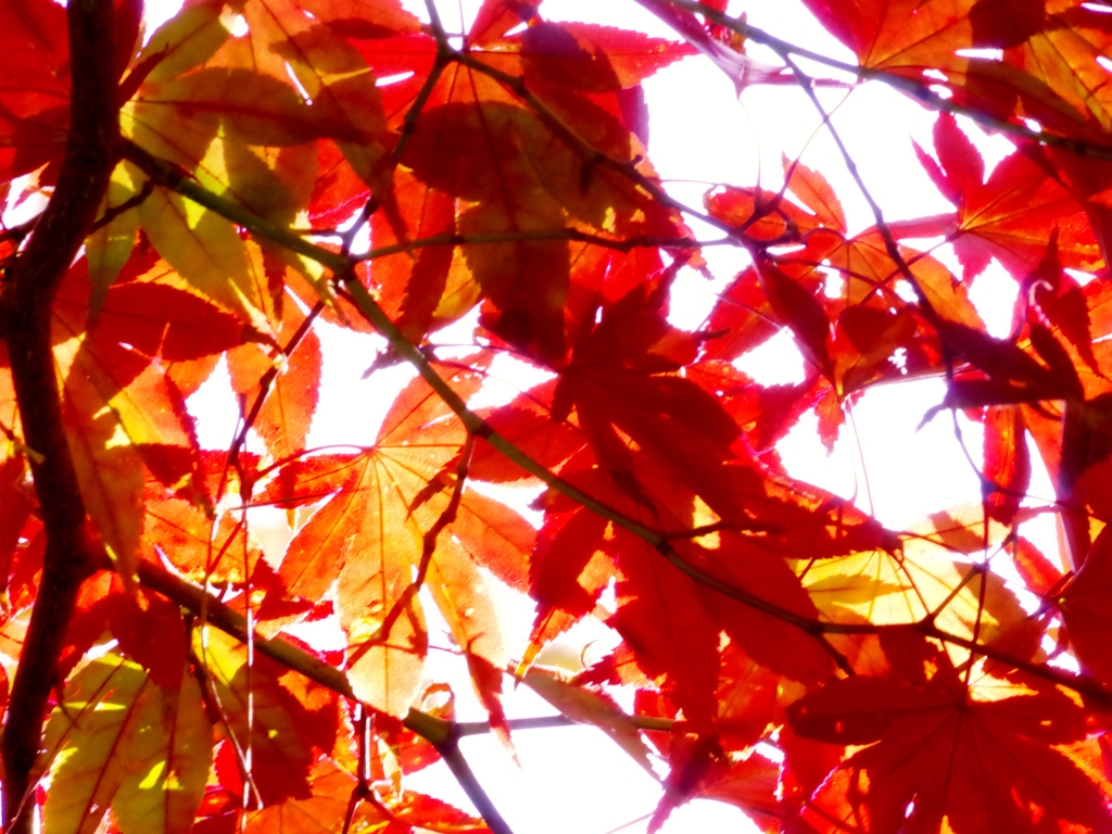 momiji-aka