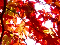 momiji-aka
