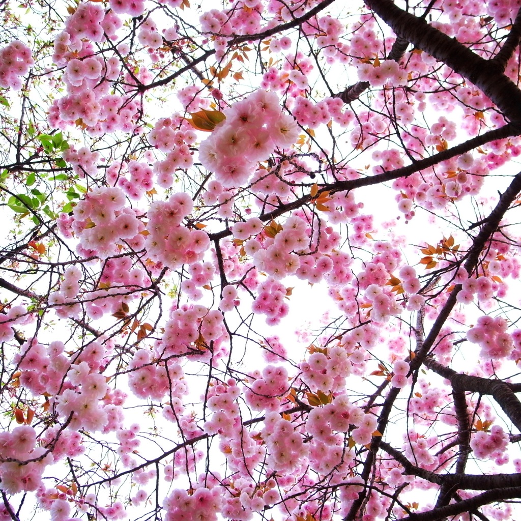 sakura