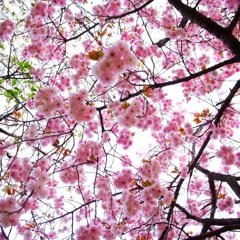 sakura