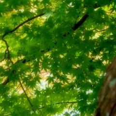 akiiro