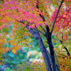 momiji001