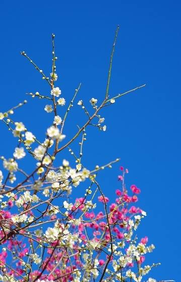 UME