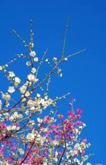 UME