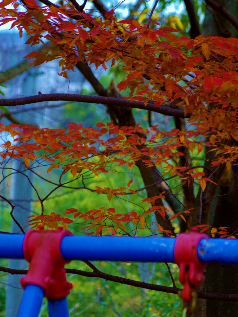 akaitako-aoizou07