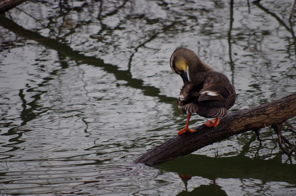 水辺の鳥