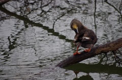 水辺の鳥