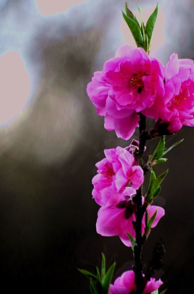 ume