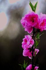 ume