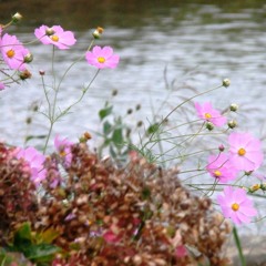 Cosmos