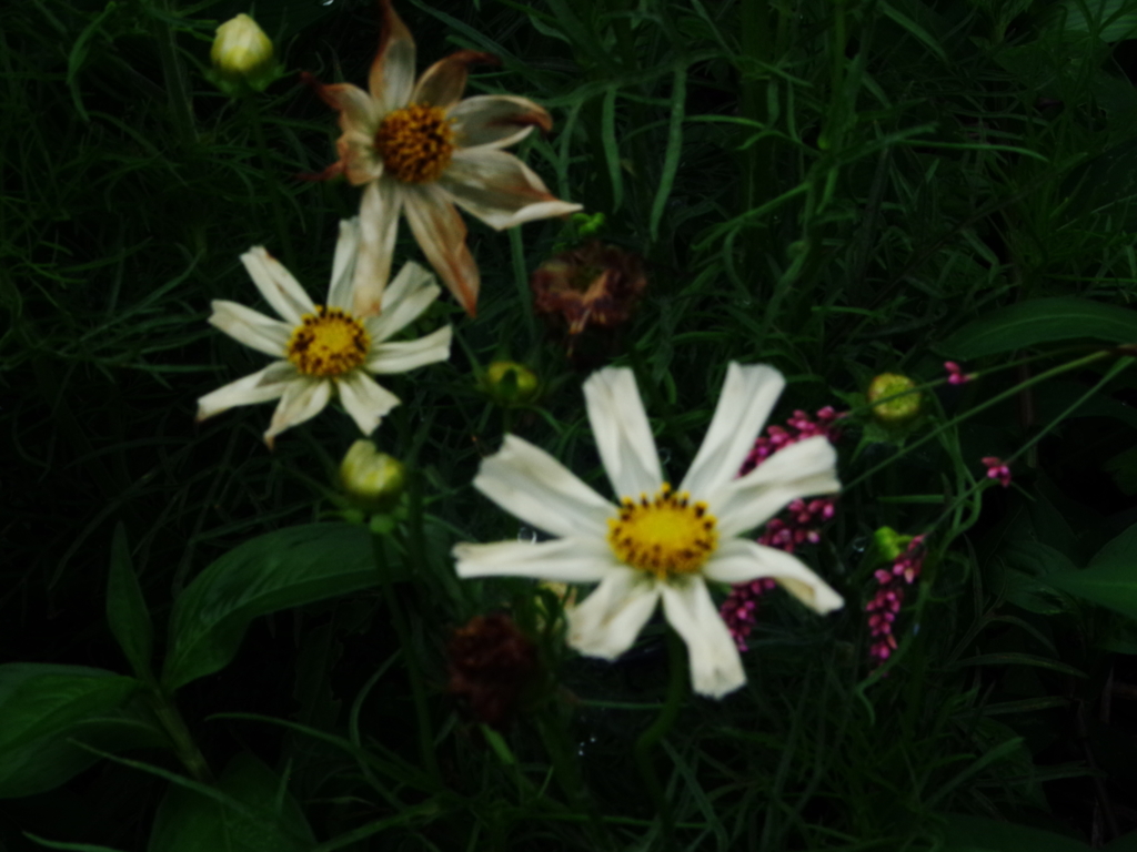 IMGP7182