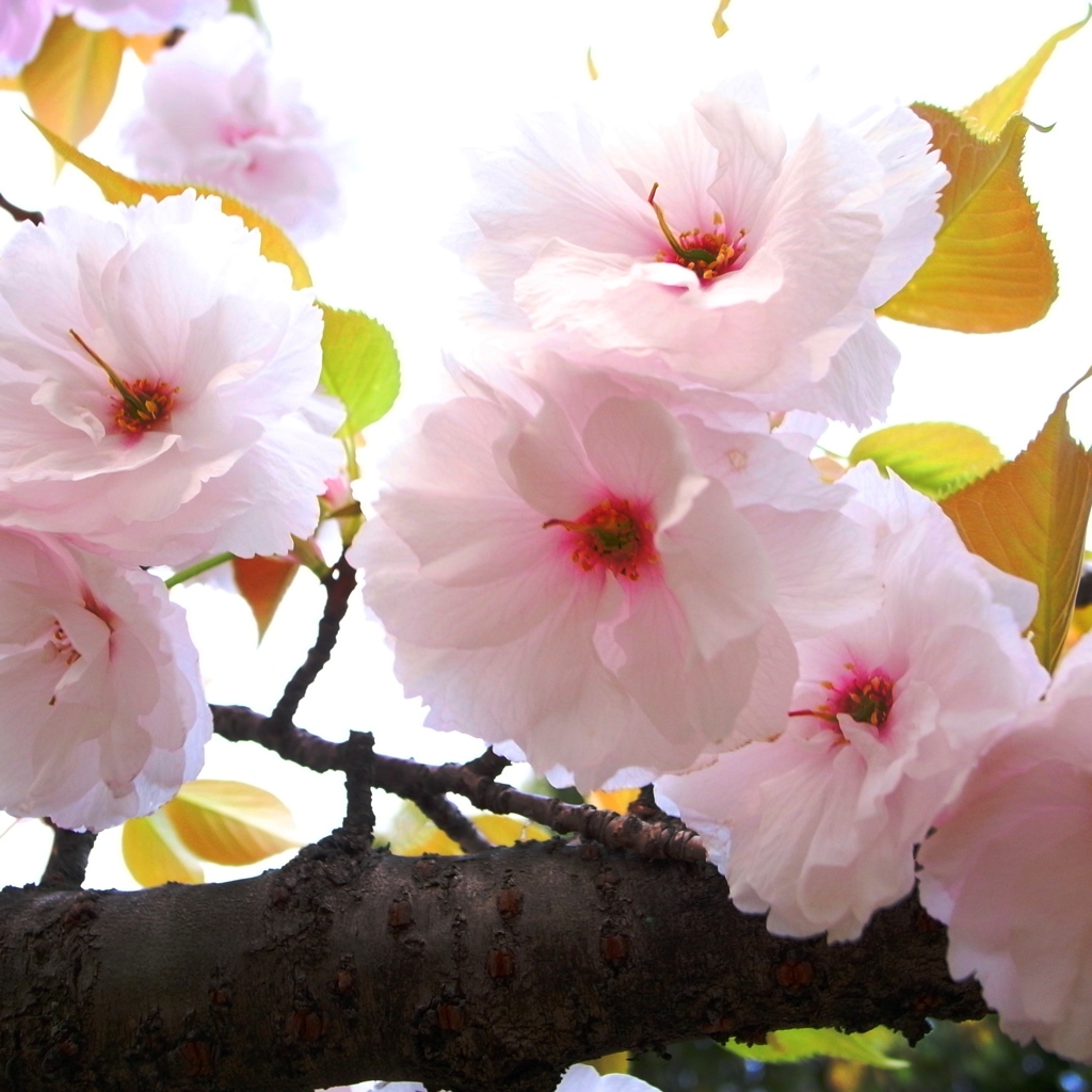 sakura