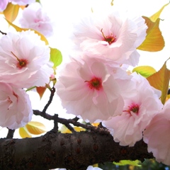 sakura