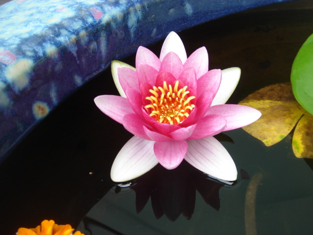 菜園にて