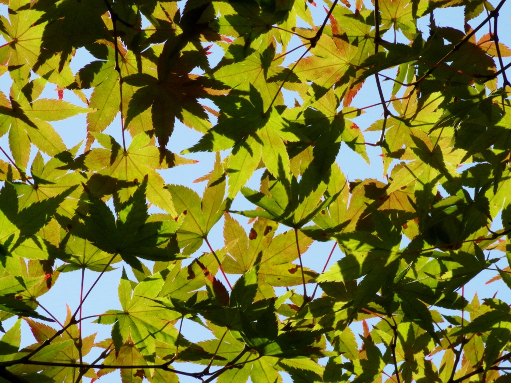 momiji-kiiro