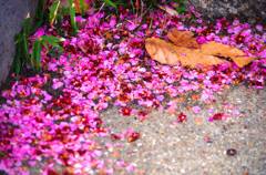  ume-hanabira