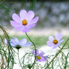 Cosmos