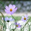 Cosmos