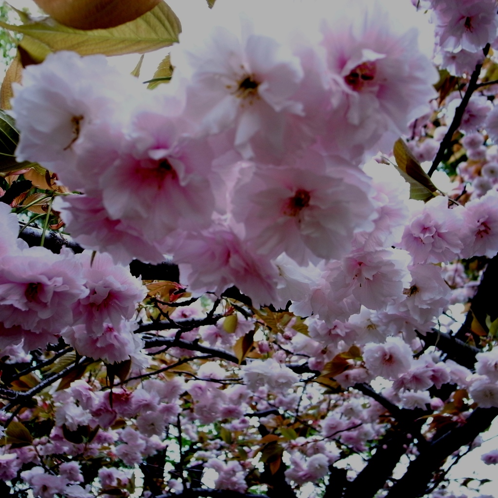 sakura