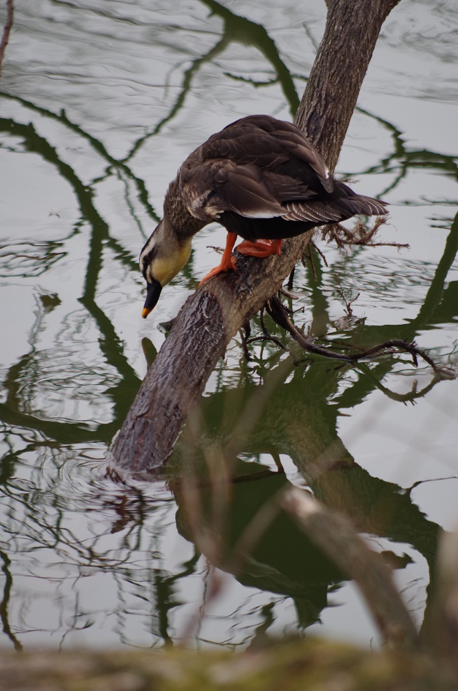 水辺の鳥