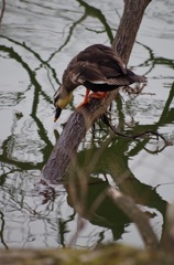 水辺の鳥