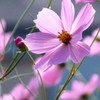 Cosmos