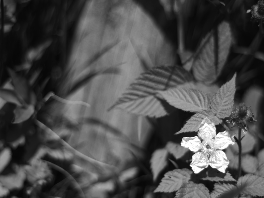 野苺の花