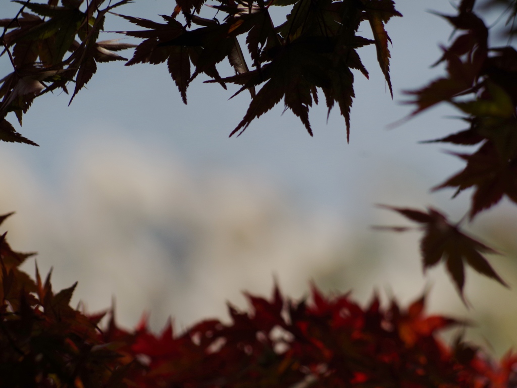 momiji03