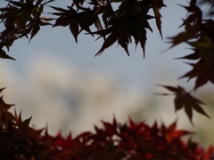 momiji03