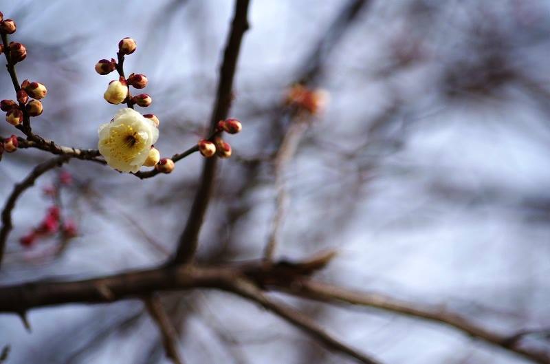 Ｍ公園にて006