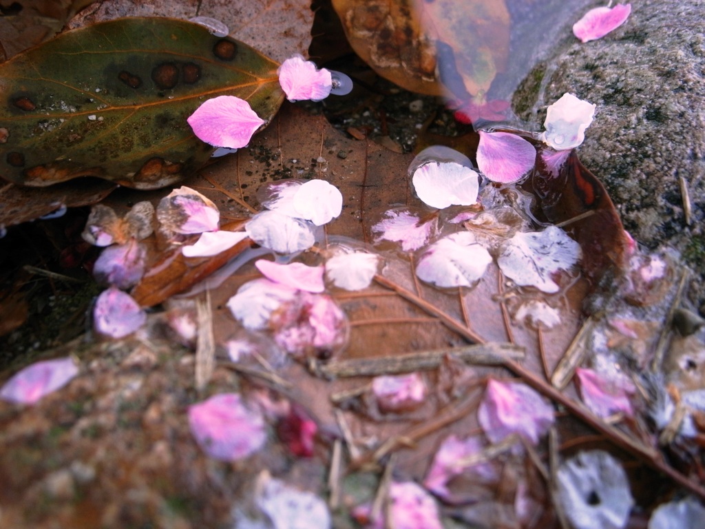 ume
