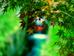 清流と紅葉
