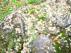 ume