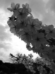yama-zakura