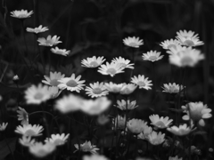 IMGP9917