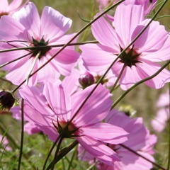 Cosmos