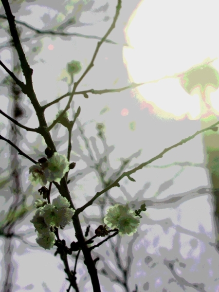 huyu-zakura