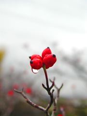 ameagari