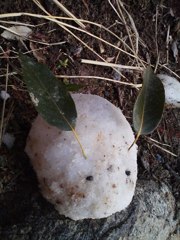 雪うさぎ