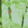 もみじ