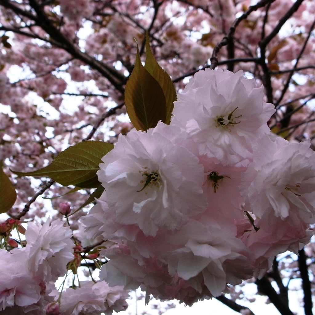 sakura