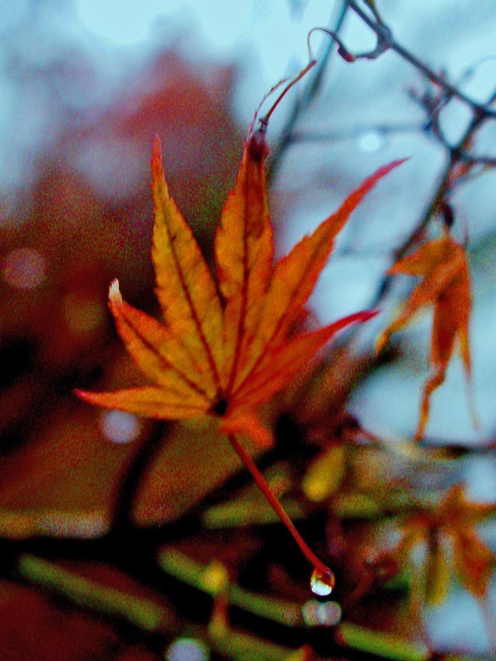momiji