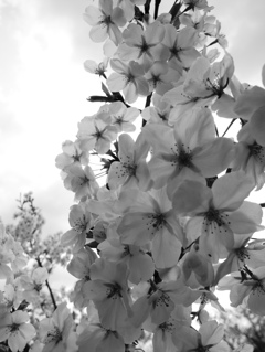 yama-zakura